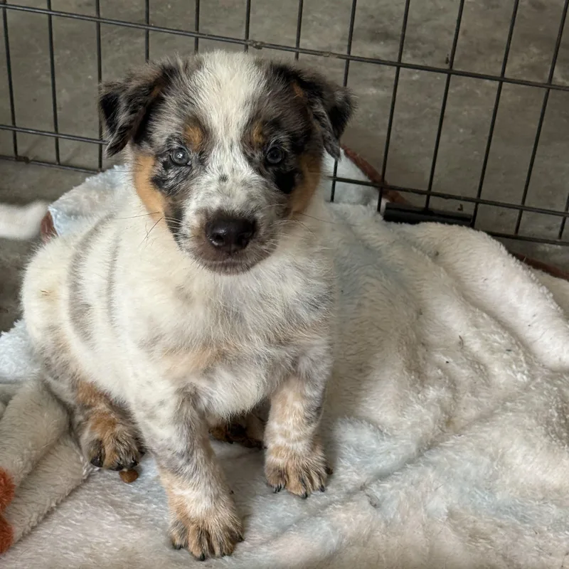 A baby medium-sized male Australian Cattle Dog / Blue Heeler dog named Heeler Puppies for adoption in Eagleville, TN