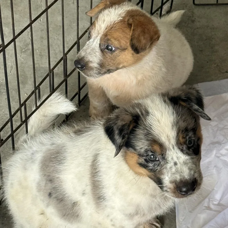 Heeler Puppies thumbnail 2