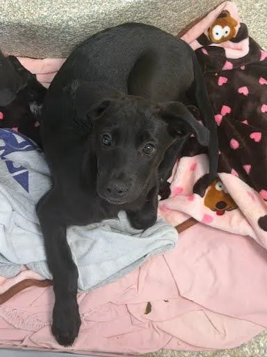 A baby small-sized female Labrador Retriever dog named Queen for adoption in Washington, DC