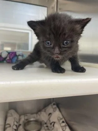 A baby small-sized female Domestic Short Hair cat named Lady Soot Sprite for adoption in Westland, MI