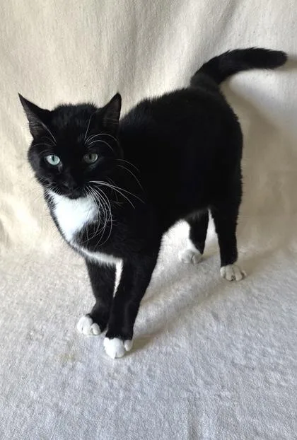 An adult medium-sized male Domestic Short Hair cat named Gammon for adoption in Buffalo, MN