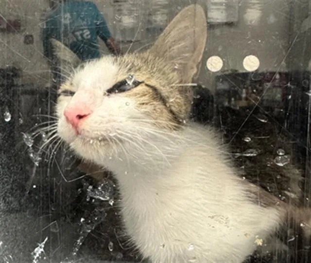 A young medium-sized female Domestic Short Hair cat named Sidney for adoption in Naples, FL