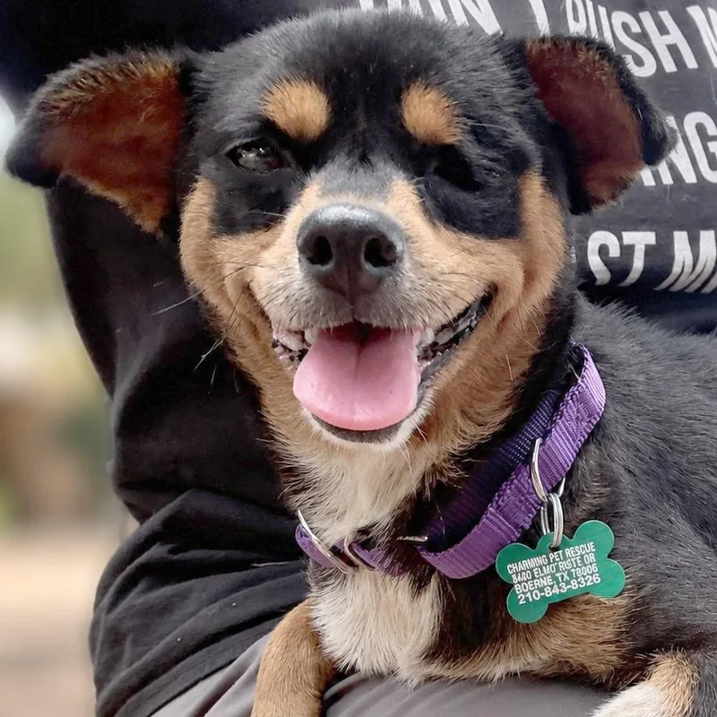 An adult small-sized female Black Chihuahua dog named Veronica for adoption in Boerne, TX