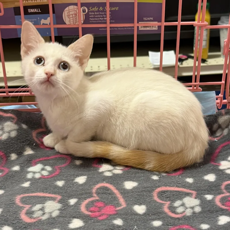 A baby medium-sized male Flame Point Siamese cat named Deborahs Flamepoint Male for adoption in Glendora, CA