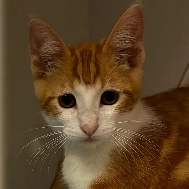A baby small-sized male Orange / Red Domestic Short Hair cat named Max for adoption in Redwood City, CA