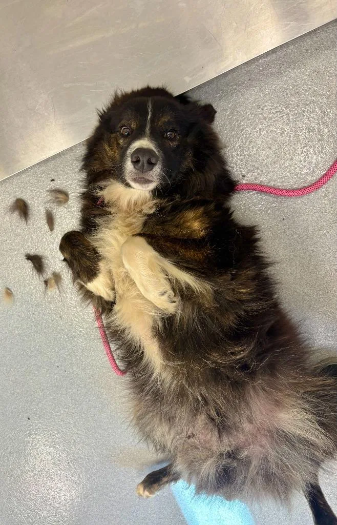 A young large-sized male Australian Shepherd dog named Rocket for adoption in Chillicothe, OH