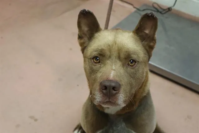 A young medium-sized male Mixed Breed dog named Diesel for adoption in Columbia, SC