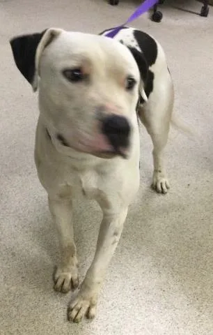 An adult large-sized male Pit Bull Terrier dog named Chance for adoption in Riverside, CA