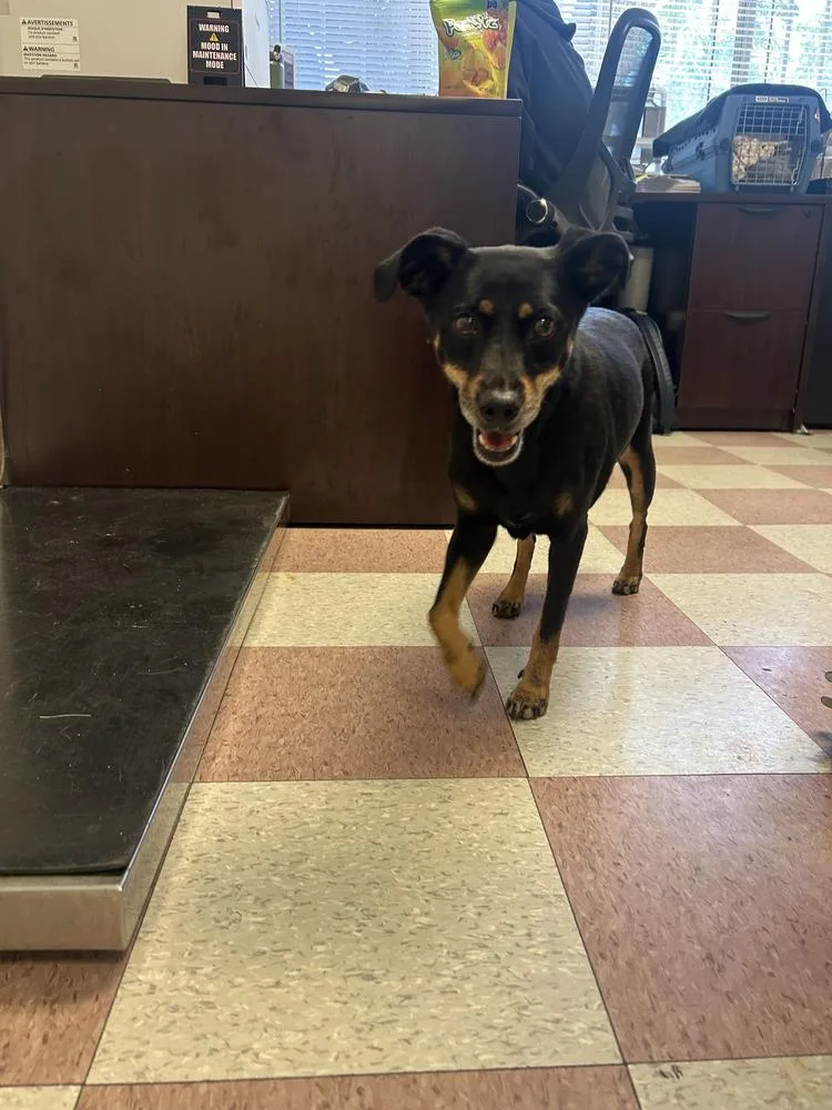 An adult medium-sized female Tricolor (Brown, Black, & White) Miniature Pinscher dog named Daisy for adoption in Ontario, CA
