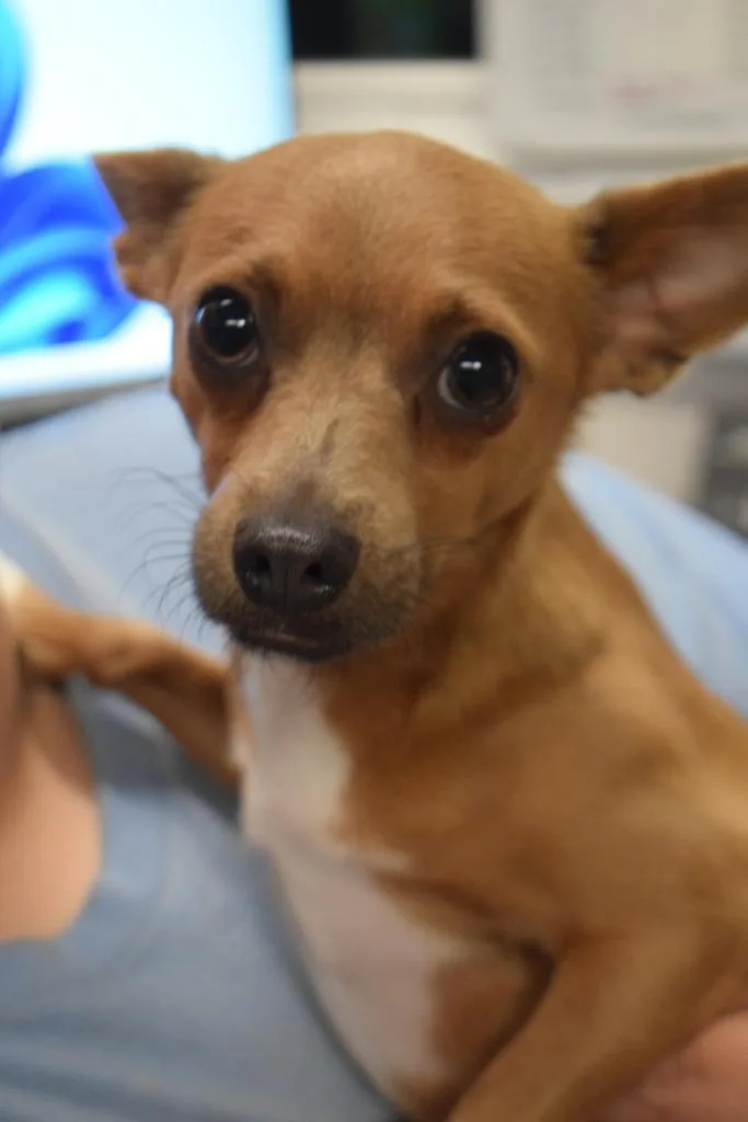 A young small-sized male Chihuahua dog named Mesquite for adoption in Pahrump, NV