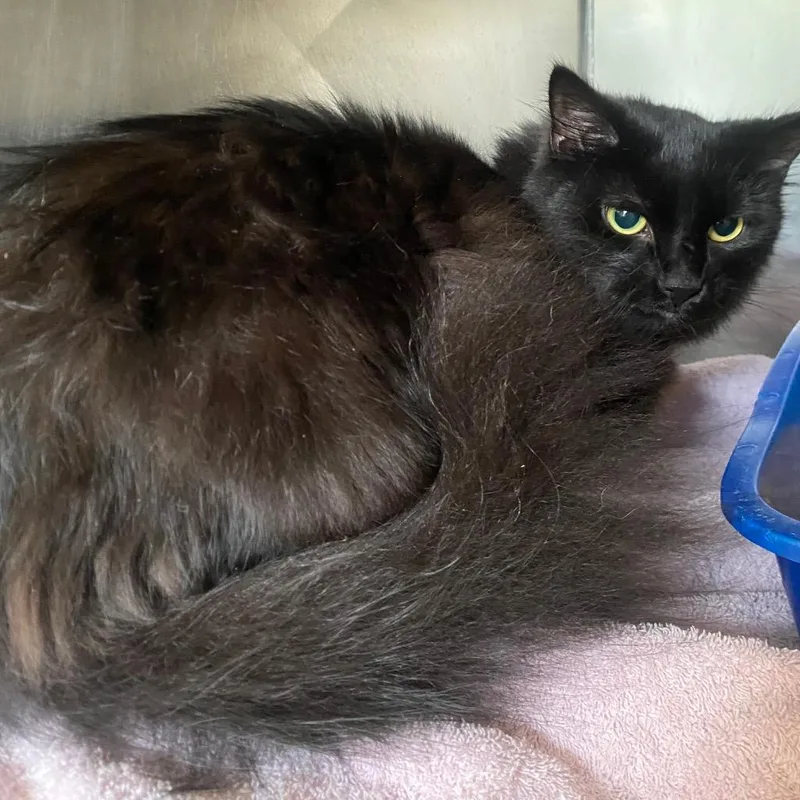 An adult medium-sized female Domestic Medium Hair cat named Bisou for adoption in Fall River, MA