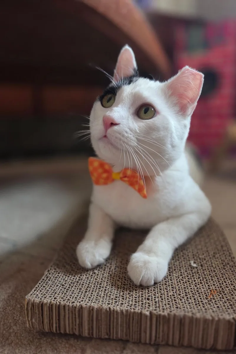 An adult medium-sized male White Domestic Short Hair cat named Patches Mccow for adoption in Chandler, AZ