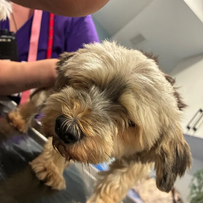An adult small-sized female Black Maltese dog named Matty for adoption in Northbrook, IL