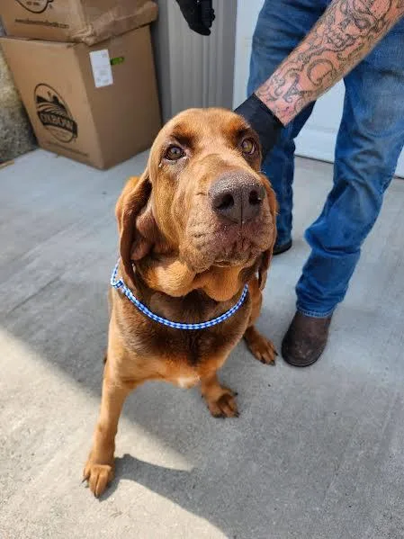 A young medium-sized female Bloodhound dog named Ann for adoption in Hopkinsville, KY