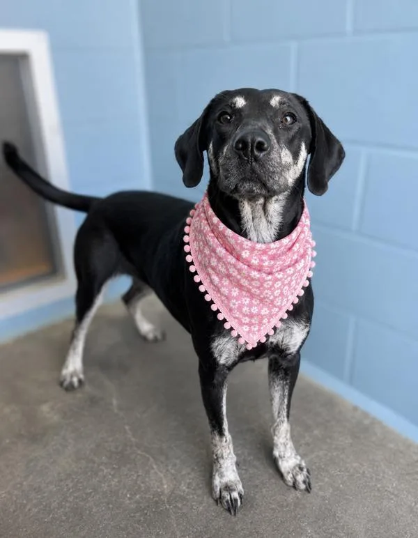 An adult medium-sized female Hound dog named Clutch for adoption in Lafayette, LA