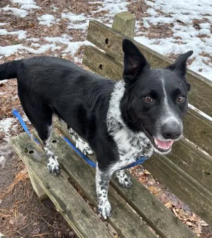 Archie