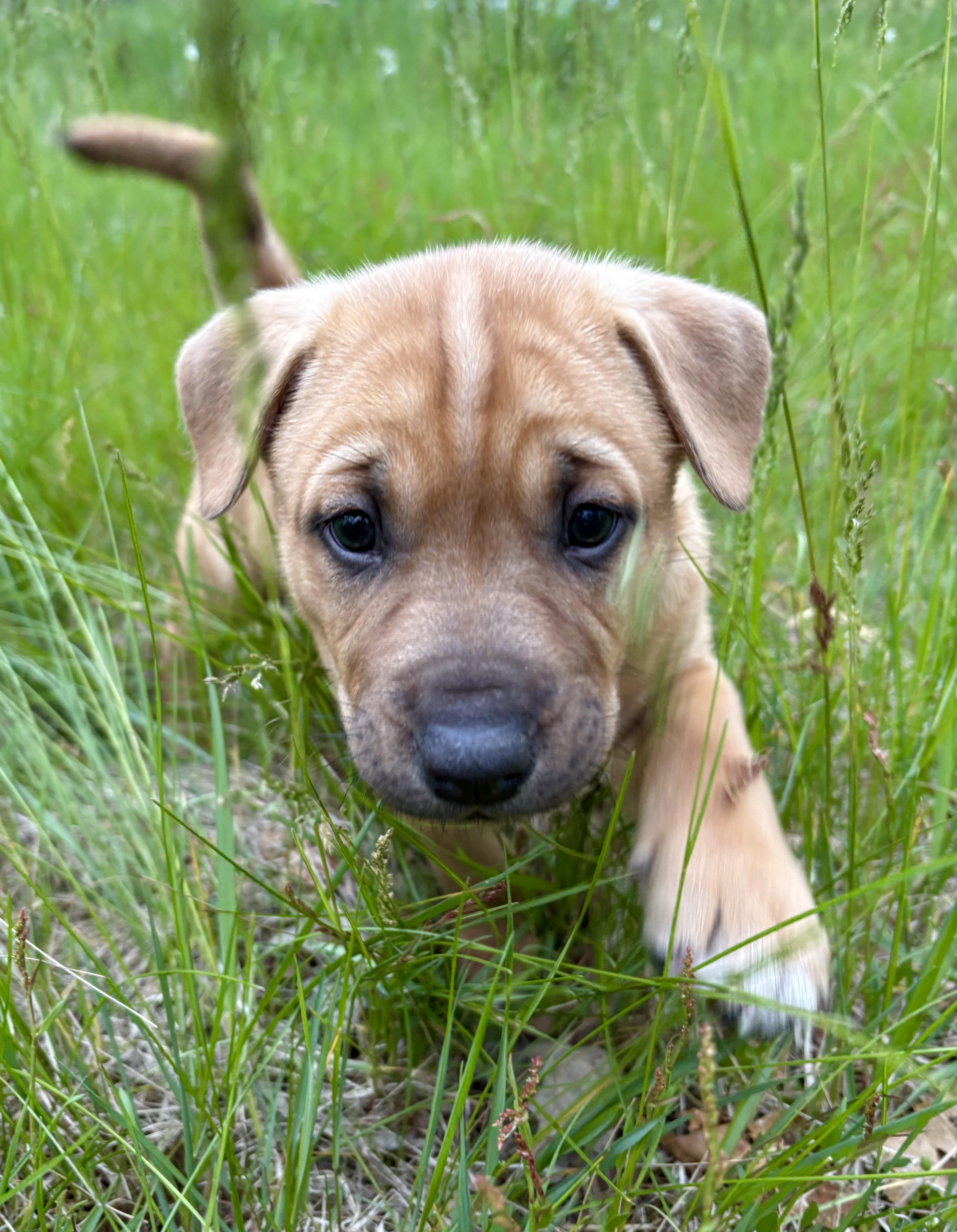 A baby large-sized female Labrador Retriever dog named Maybell for adoption in Mora, MN