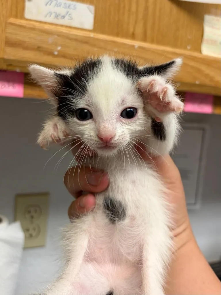 A baby small-sized female Domestic Short Hair cat named FiFi for adoption in Lockhart, TX