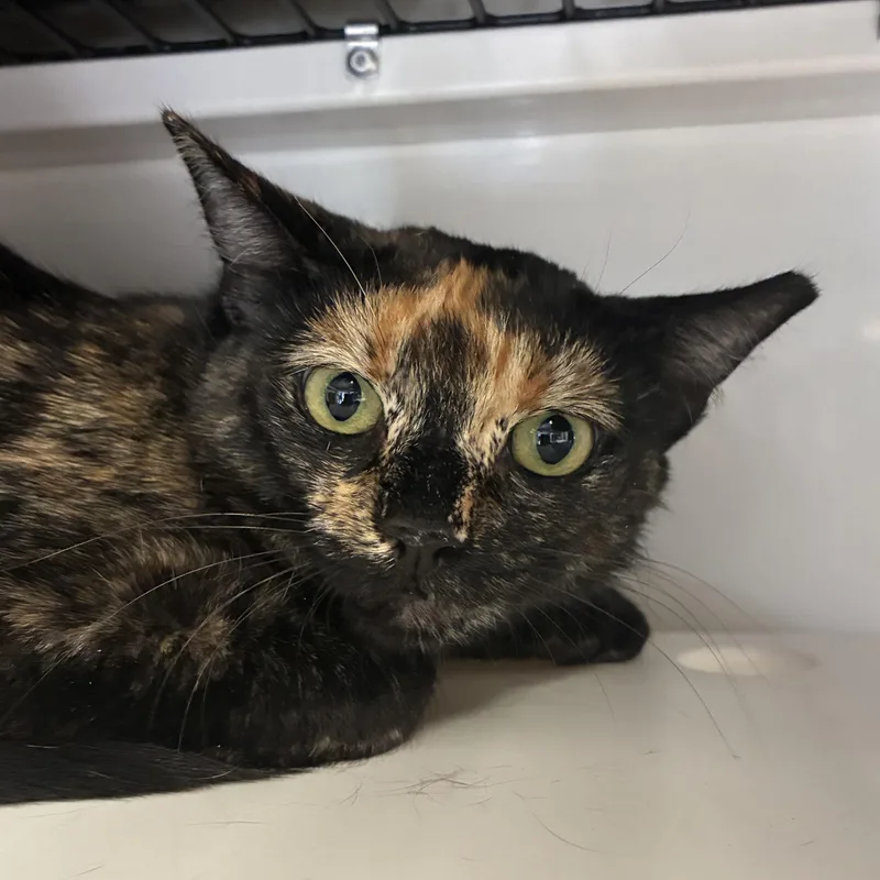 A young medium-sized female Domestic Short Hair cat named Fifi for adoption in Santa Fe, NM