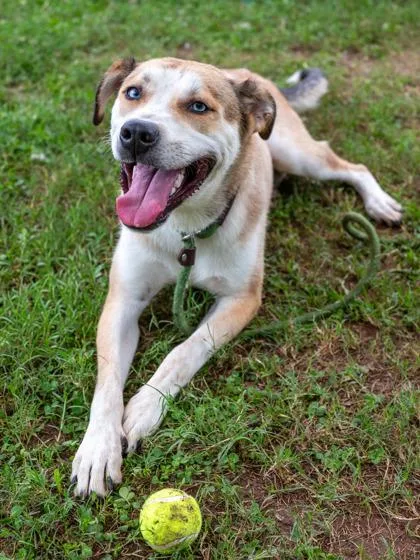 An adult large-sized male Mixed Breed dog named Tabasco for adoption in Chamblee, GA