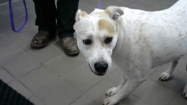 An adult medium-sized male Australian Cattle Dog / Blue Heeler dog named Timothy for adoption in Albuquerque, NM