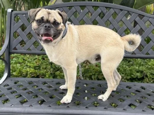 A young small-sized male Pug dog named Snorlax for adoption in San Pedro, CA