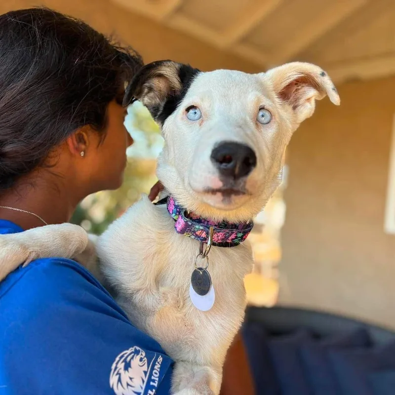 A baby small-sized female White / Cream Cattle Dog dog named Lani for adoption in Ramona, CA