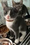 A baby medium-sized male Gray & White Domestic Short Hair cat named Hayden for adoption in Heathsville, VA