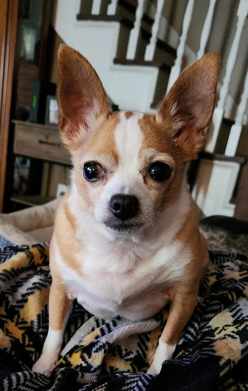 Missy