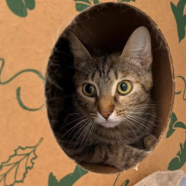 A young small-sized female Domestic Short Hair cat named Mooshroom for adoption in Indianapolis, IN