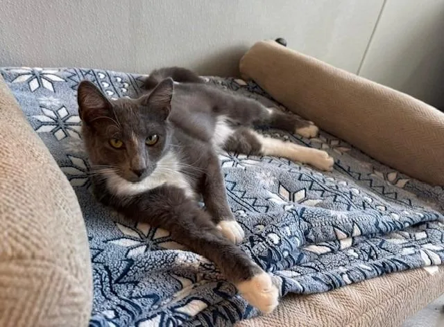 An adult medium-sized female Domestic Short Hair cat named Rue for adoption in Dalton, GA