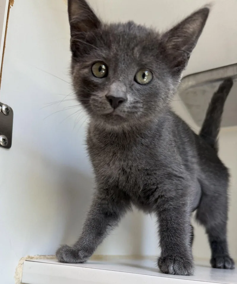 A baby small-sized female Domestic Short Hair cat named Katy for adoption in Oakland, CA