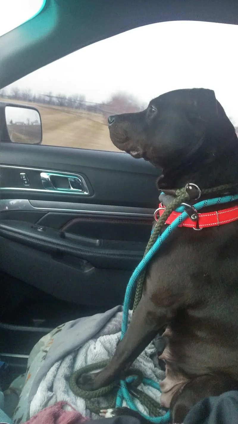 Sugar Mama thumbnail 5