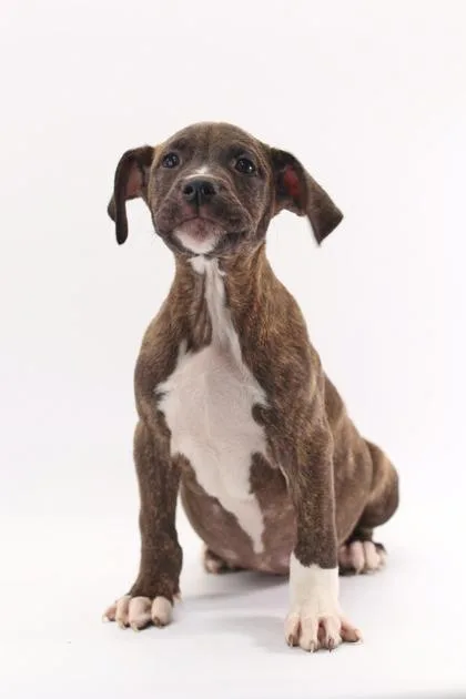 A baby large-sized male Australian Shepherd dog named August for adoption in Morton Grove, IL