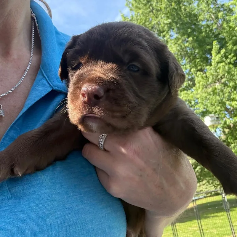 A baby medium-sized male Labrador Retriever dog named Grayson for adoption in Normal, IL