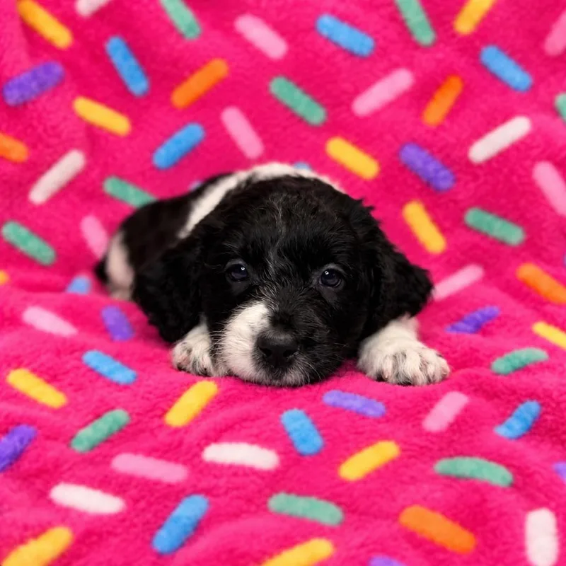 A baby medium-sized female Black German Wirehaired Pointer dog named Sprinkles for adoption in St. Peters, MO