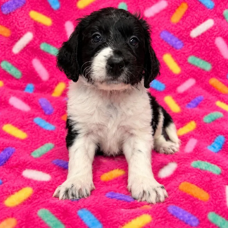 Sprinkles thumbnail 2