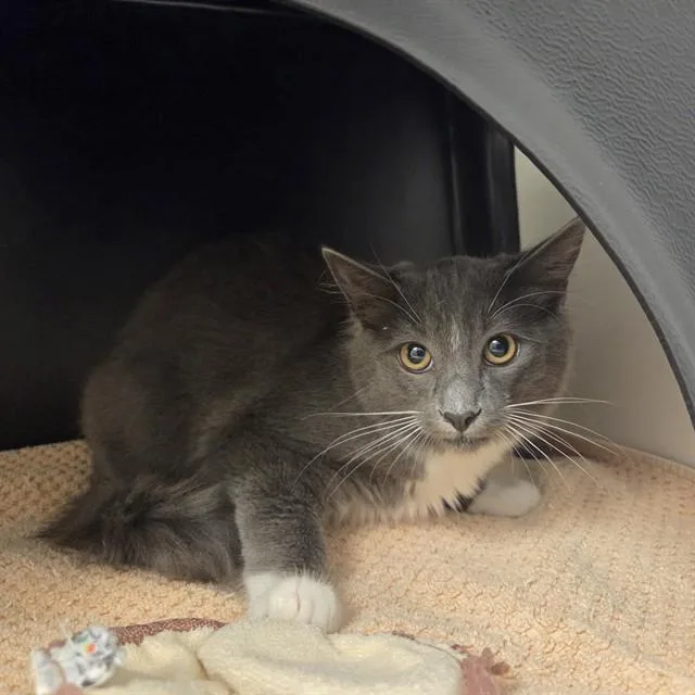 A baby small-sized male Domestic Medium Hair cat named Opossum for adoption in Ontario, CA