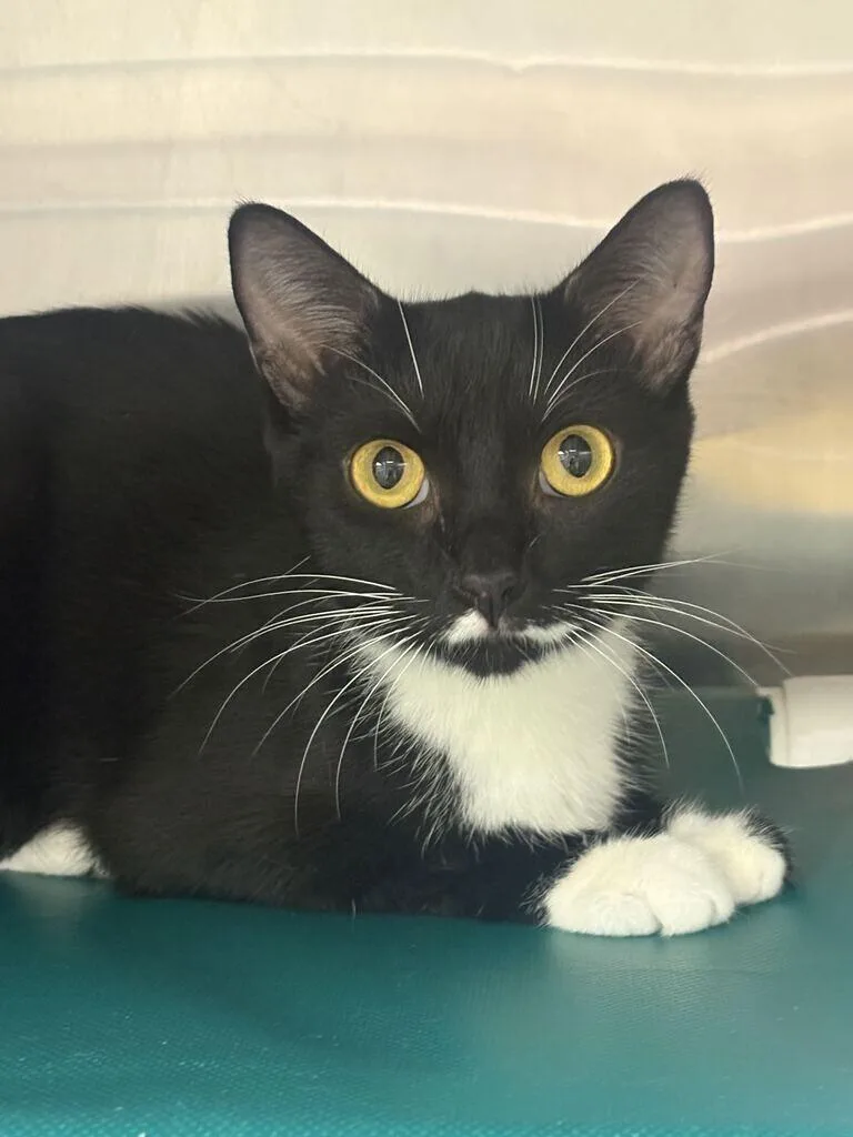 An adult medium-sized female Black Domestic Short Hair cat named Stargaze for adoption in Cincinnati, OH