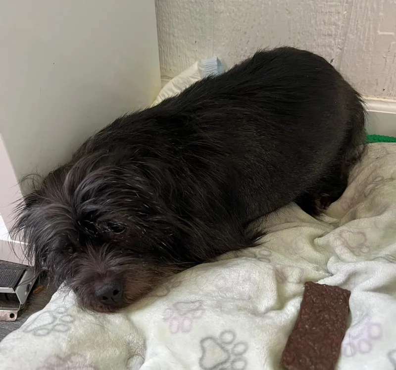 An adult small-sized male Terrier dog named Martin for adoption in Warren, MI