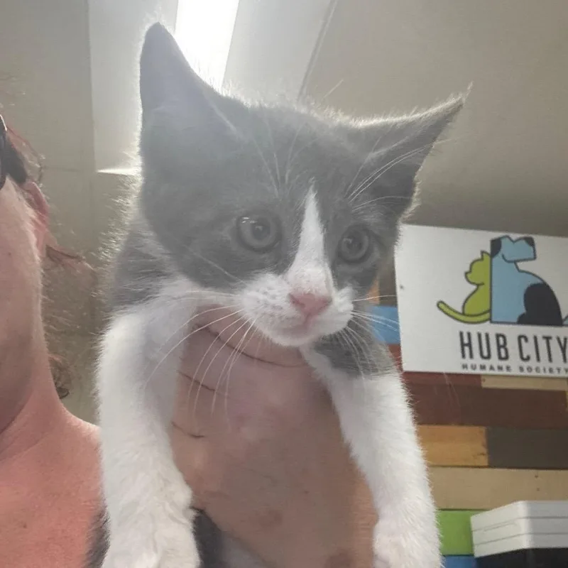 A baby small-sized male Gray / Blue / Silver Domestic Short Hair cat named Sockum for adoption in Hattiesburg, MS