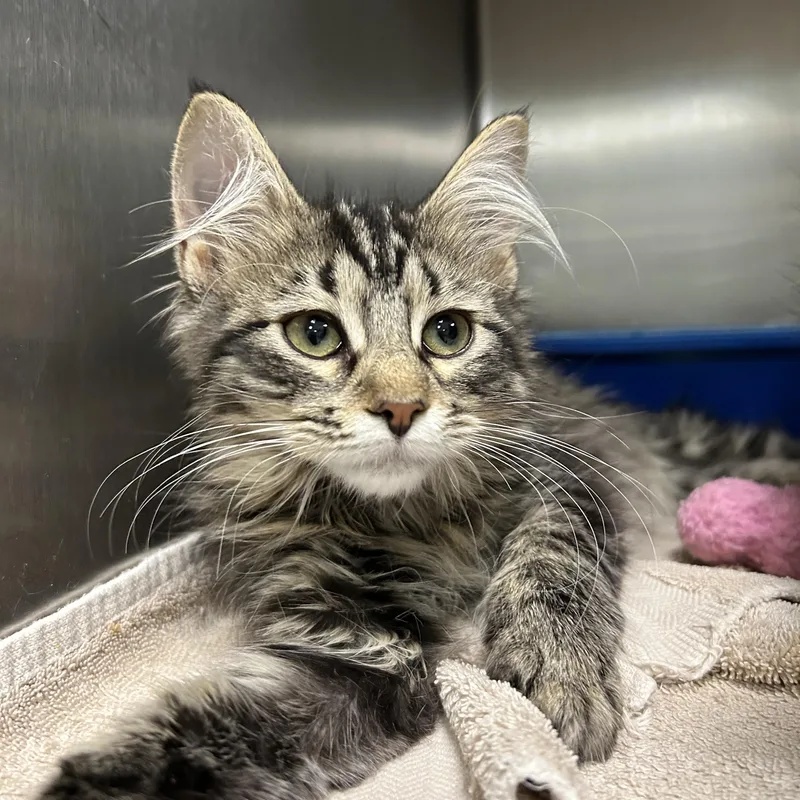 A baby medium-sized female Tabby (Brown / Chocolate) Domestic Long Hair cat named Libby for adoption in La Grange Park, IL