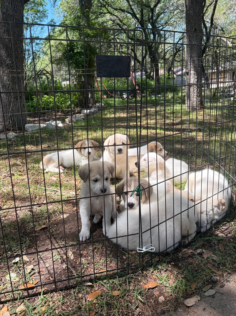 Wyatt Atx thumbnail 2