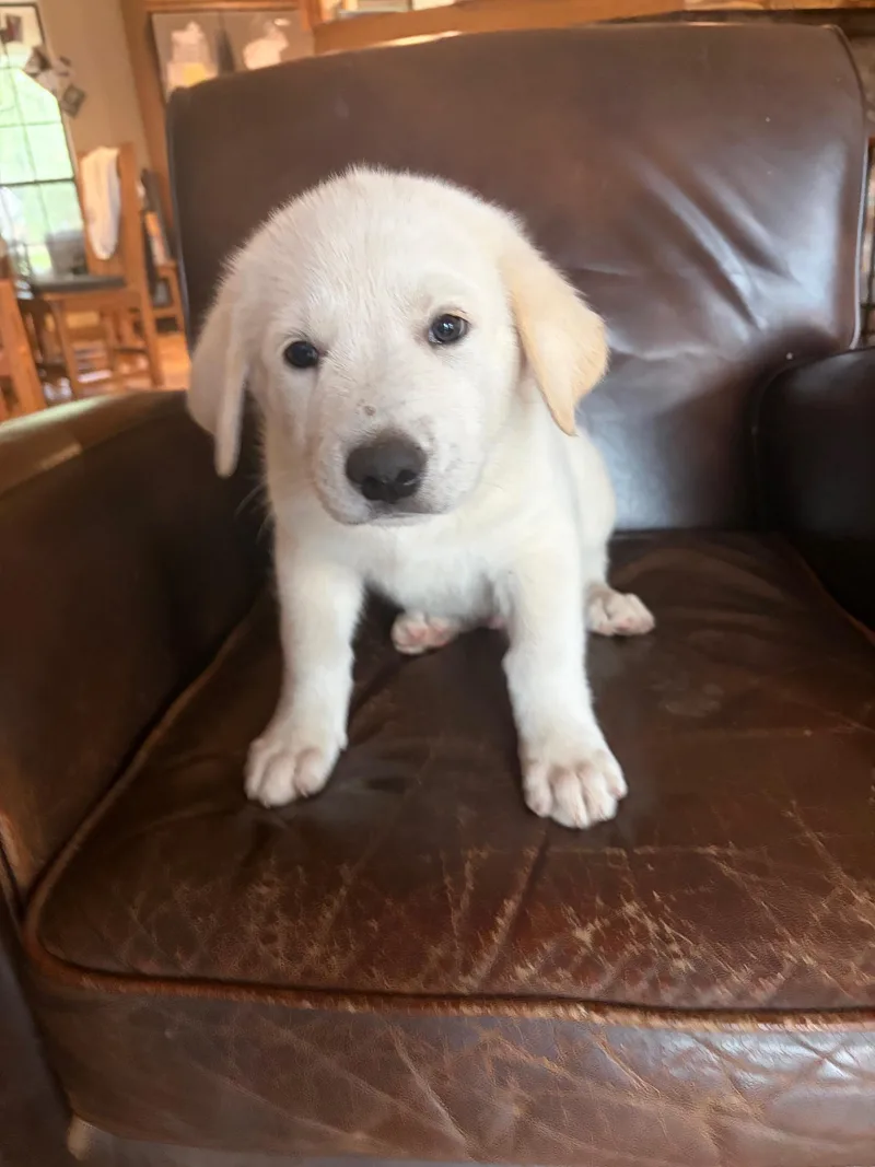 Wyatt Atx thumbnail 3