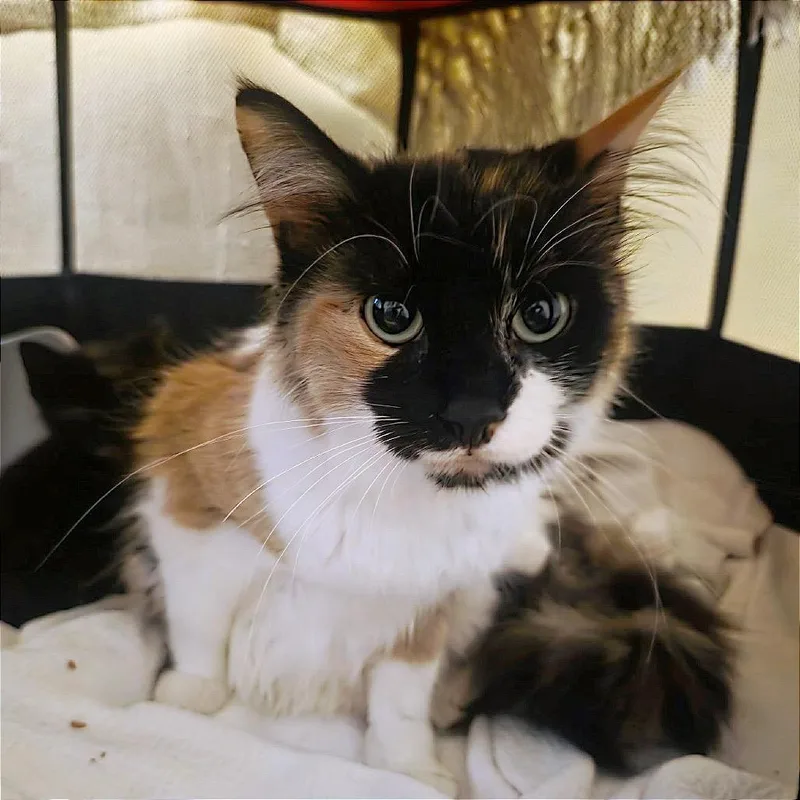 A young small-sized female Calico Domestic Long Hair cat named Juniper for adoption in Oakton, VA