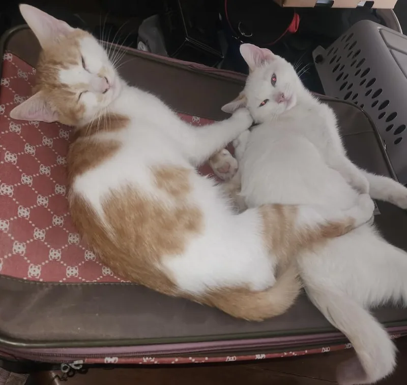 Slider & friends thumbnail 2