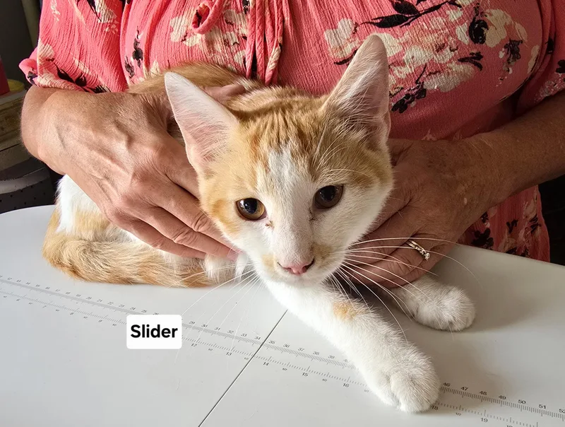 Slider & friends thumbnail 3