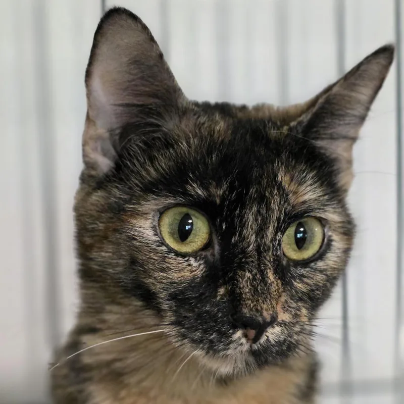 A young medium-sized female Tortoiseshell Domestic Short Hair cat named Harley Quinn for adoption in Wiggins, MS