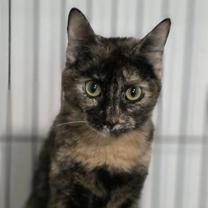 Harley Quinn thumbnail 2