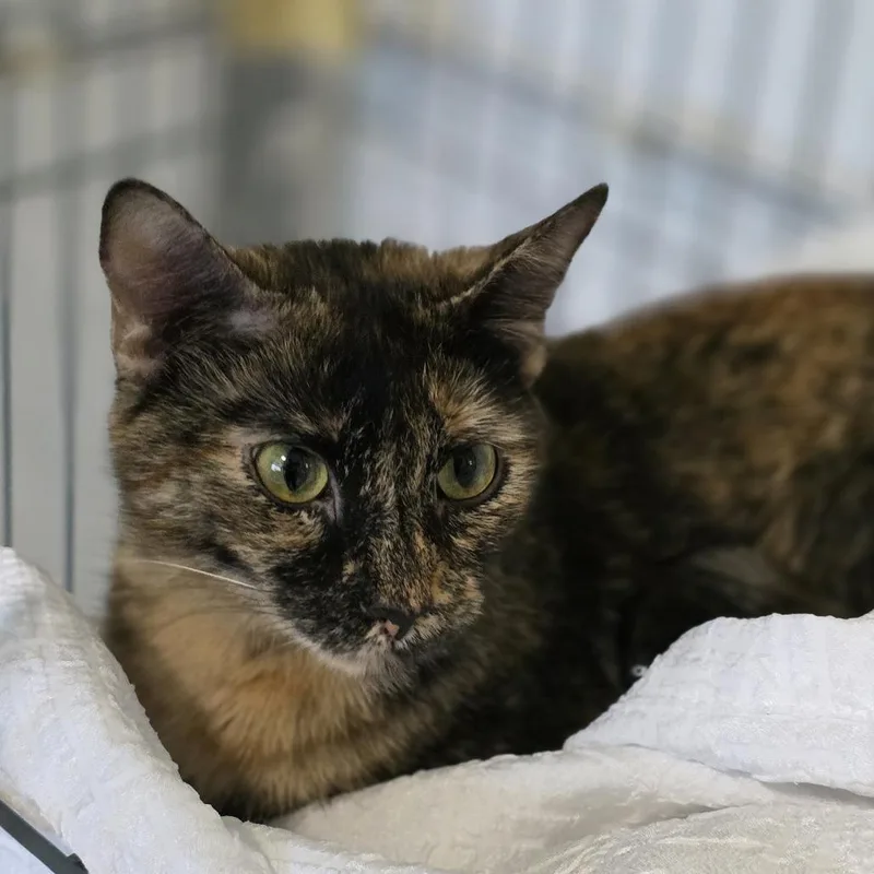 Harley Quinn thumbnail 3